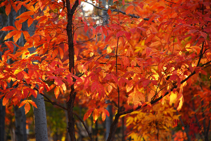 DSC_0078s.jpg