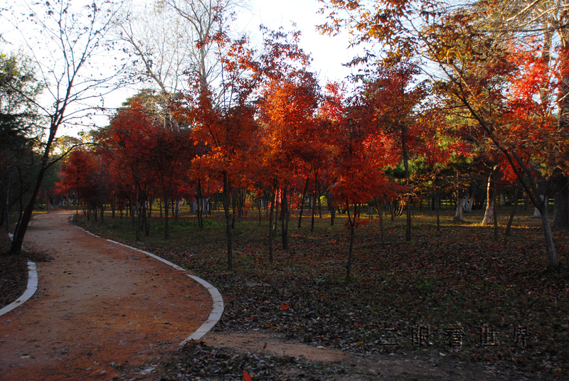 DSC_0050s.jpg