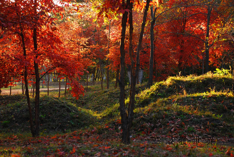 DSC_0065s.jpg