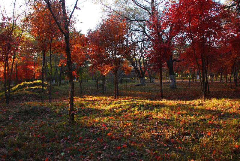 DSC_0064s.jpg