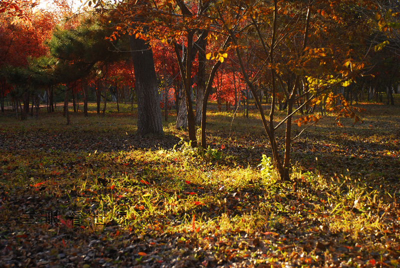 DSC_0048s.jpg