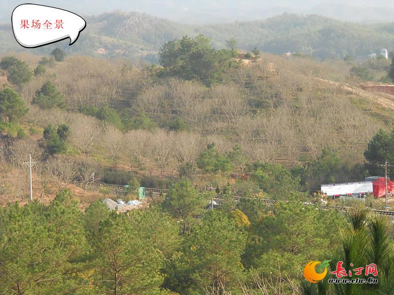 果场全景2_副本.jpg