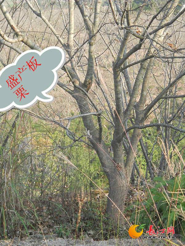 盛产板栗_副本_副本.jpg