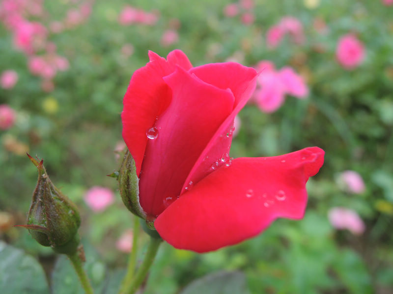 DSCN0316.JPG
