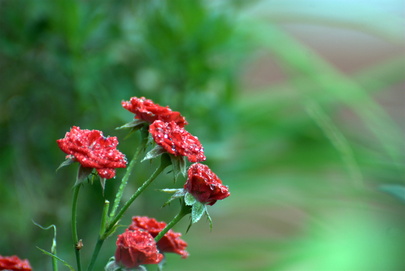 DSC_4142.jpg
