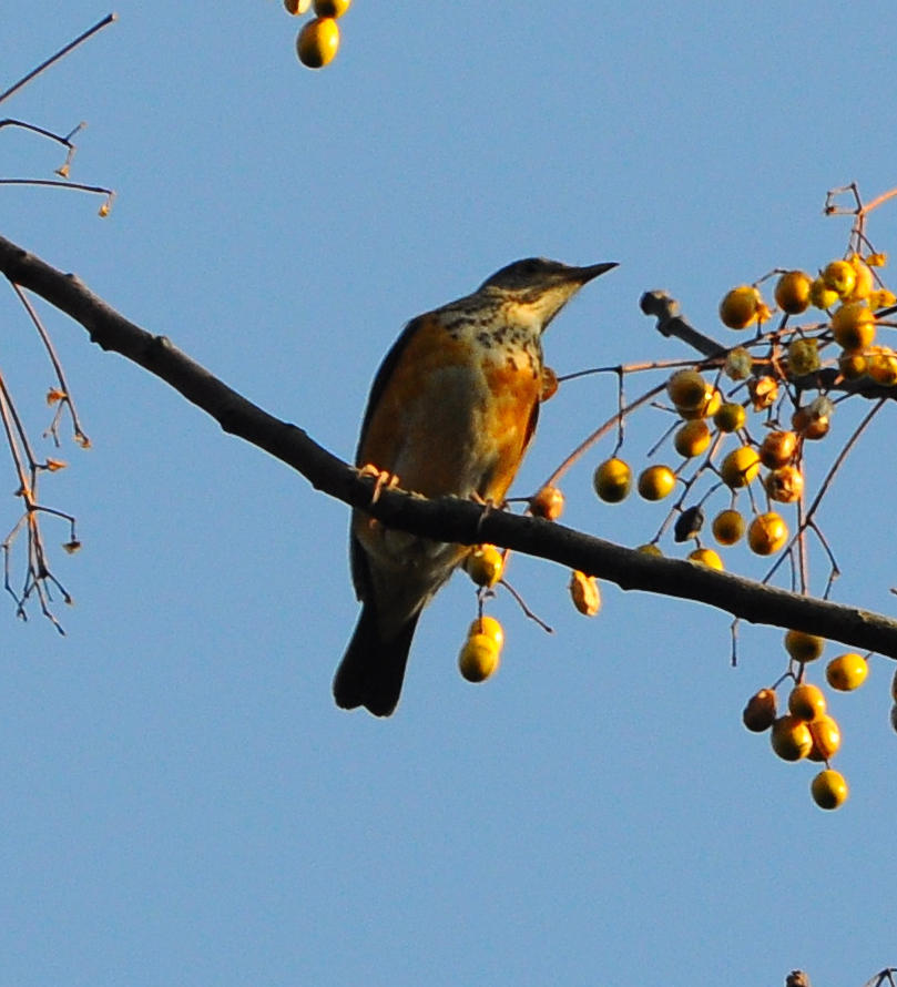 DSC_0114.jpg