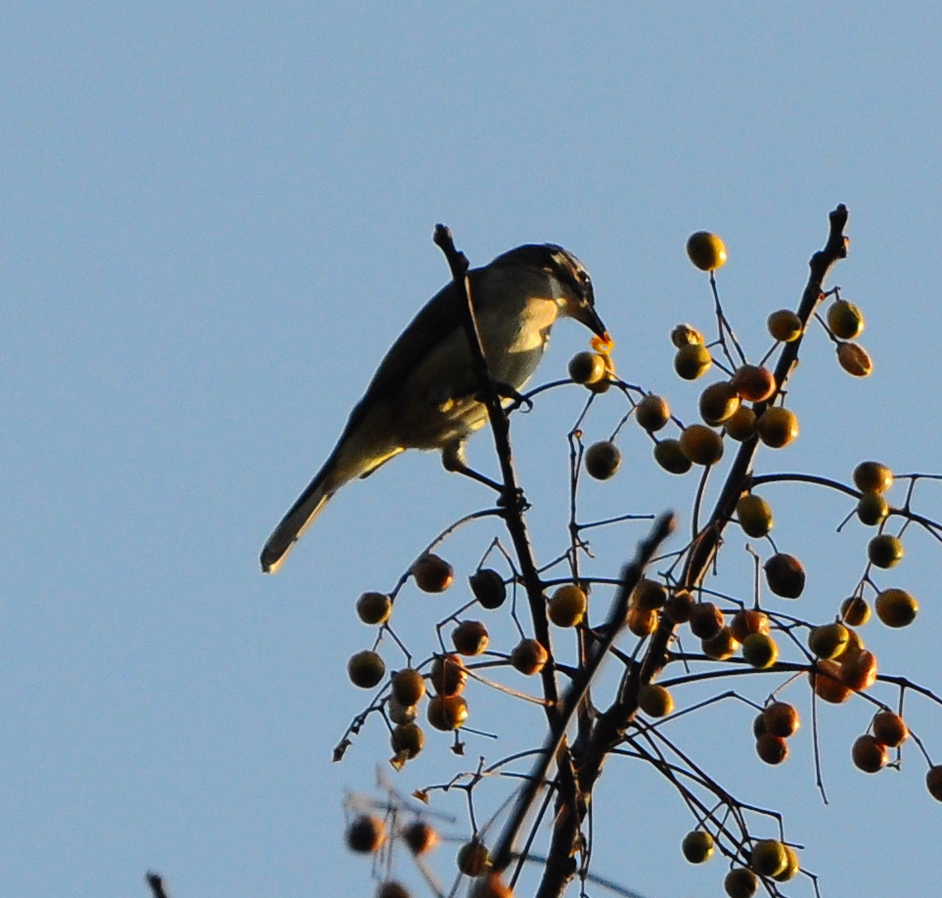 DSC_0099.jpg