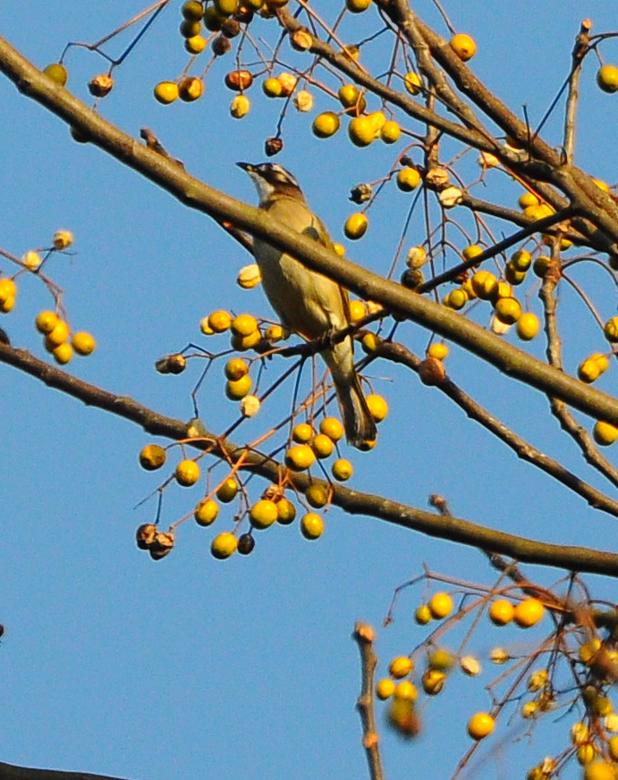 DSC_0106.jpg