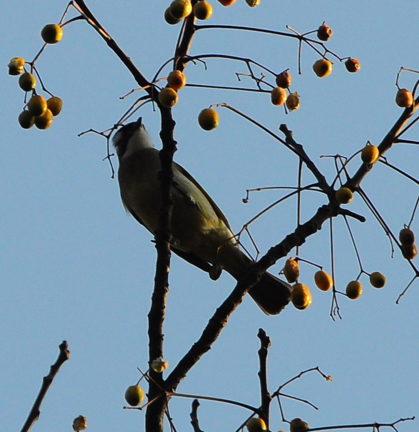 DSC_0102.jpg