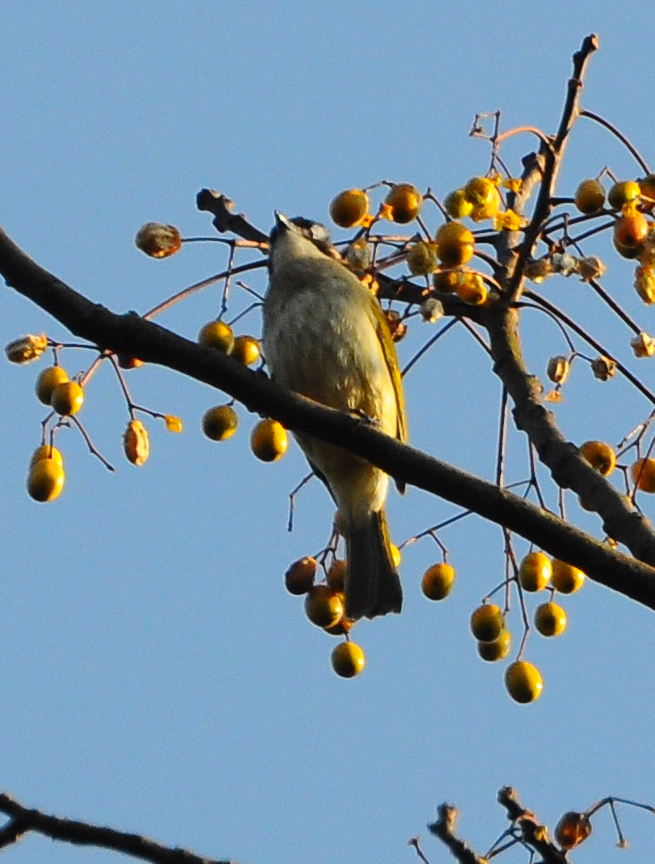 DSC_0103.jpg