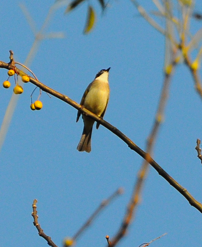 DSC_0109.jpg