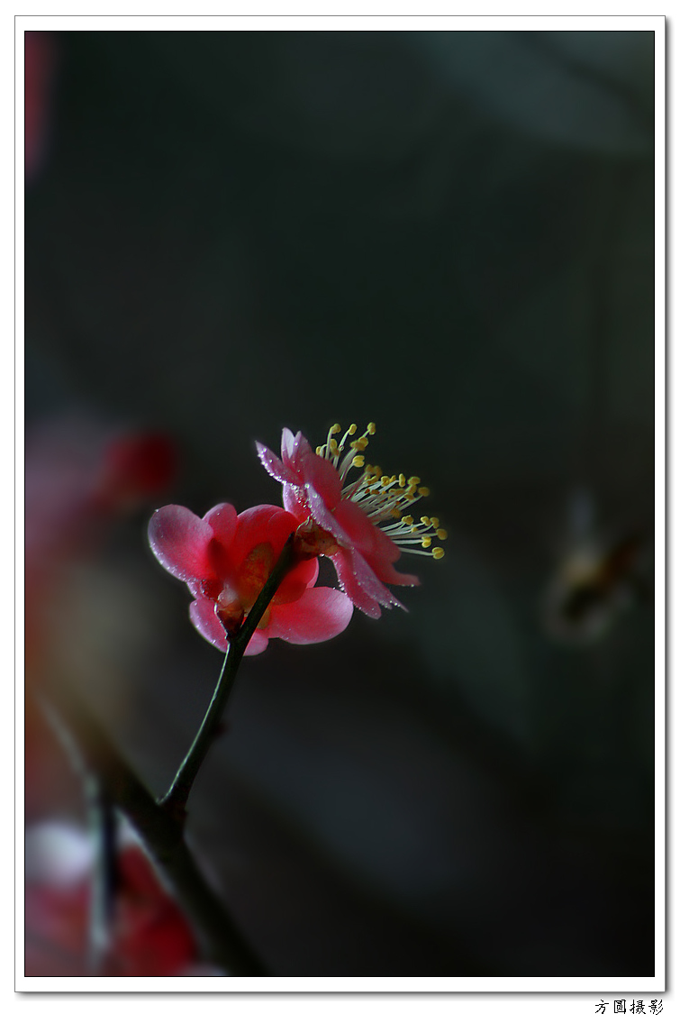 2013.1.29梅图 028.JPG