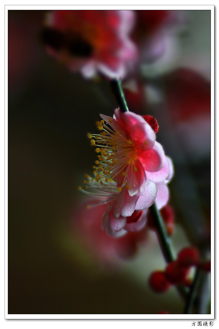 2013.1.29梅图 031.JPG