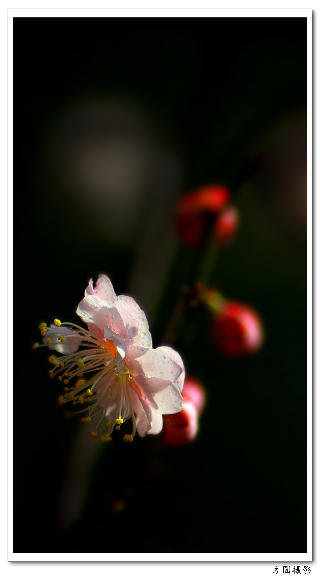 2013.1.29梅图 010.JPG
