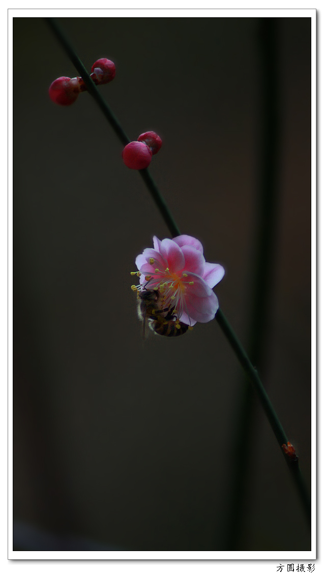 2013.1.29梅图 041.JPG