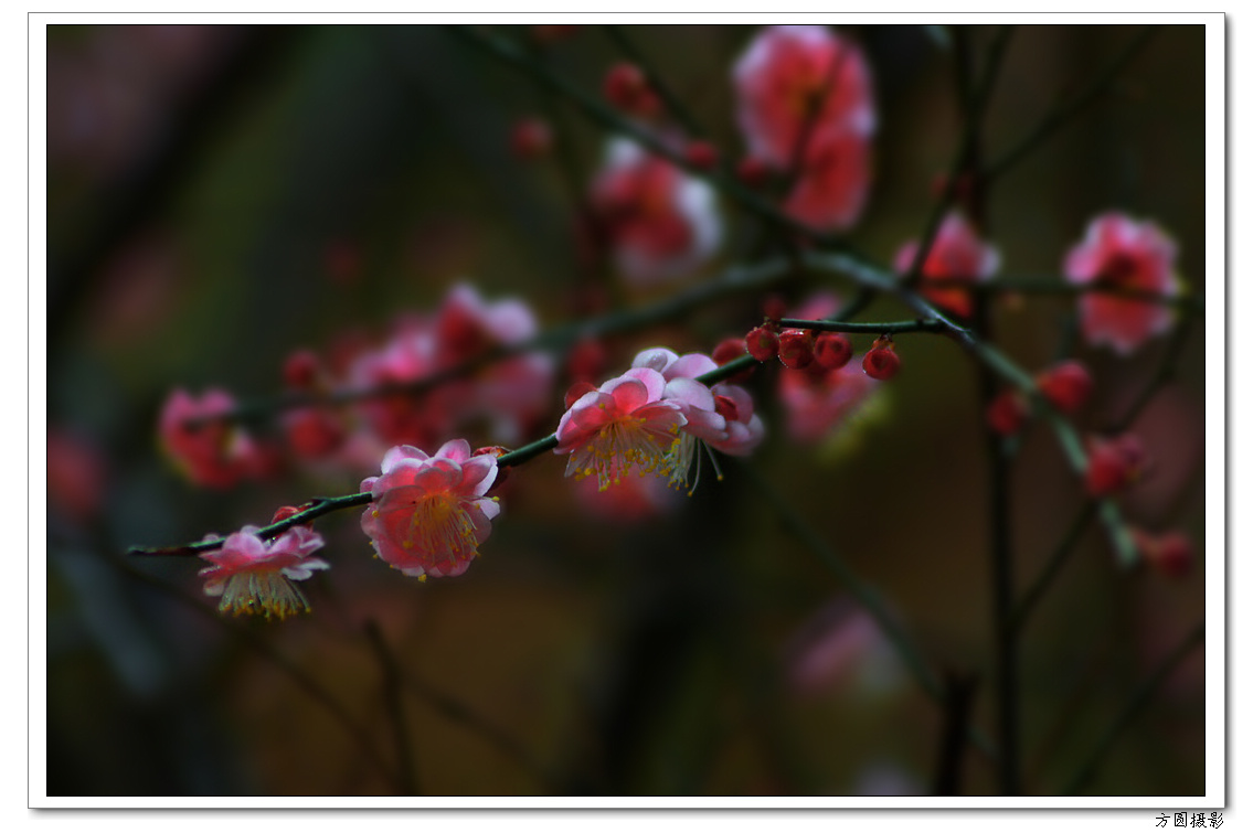 2013.1.29梅图 023.JPG
