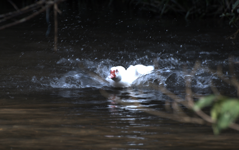 DSC_0193.jpg