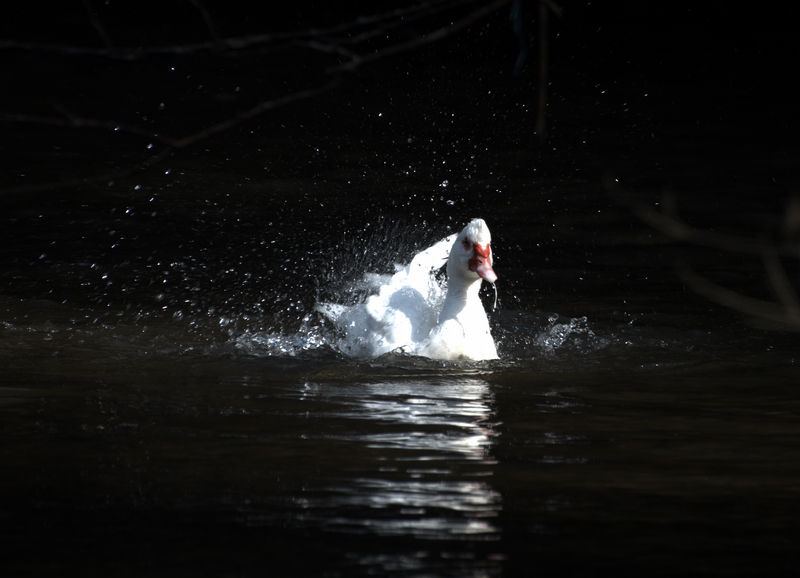 DSC_0189.jpg