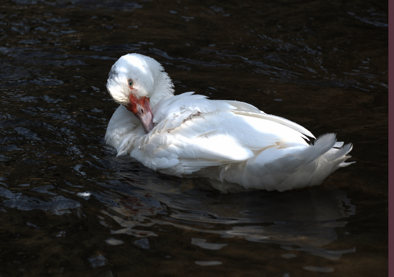 DSC_0162.jpg
