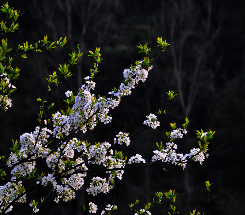 DSC_0258.jpg