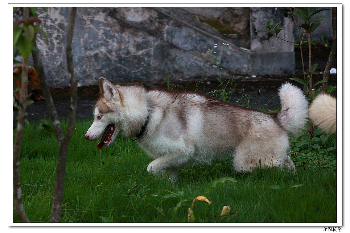 2013.6.爱犬，鸡 041.JPG