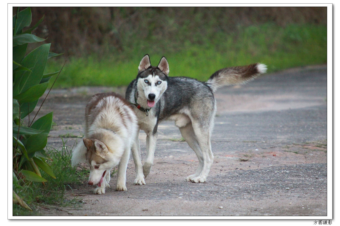 2013.6.爱犬，鸡 039.JPG