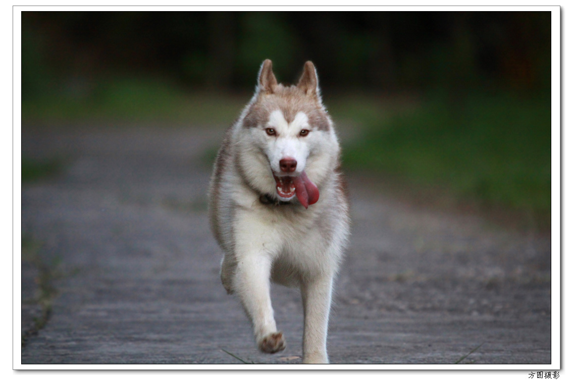 2013.6.爱犬，鸡 042.JPG