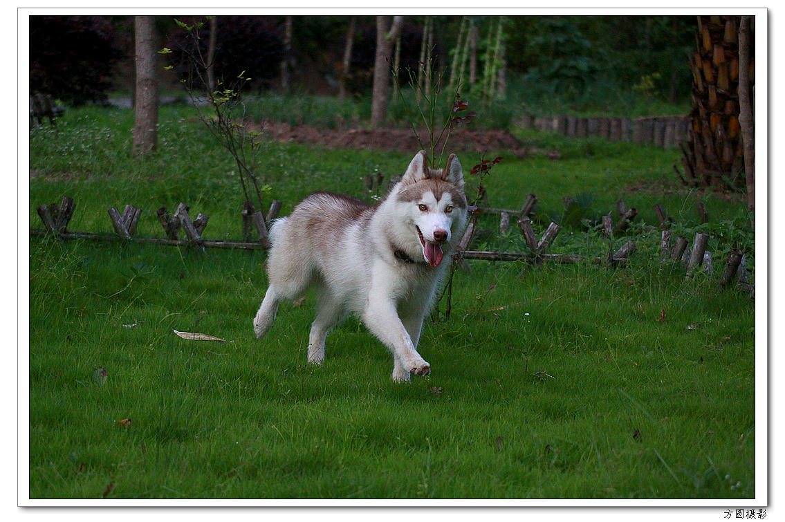 2013.6.爱犬，鸡 049.JPG