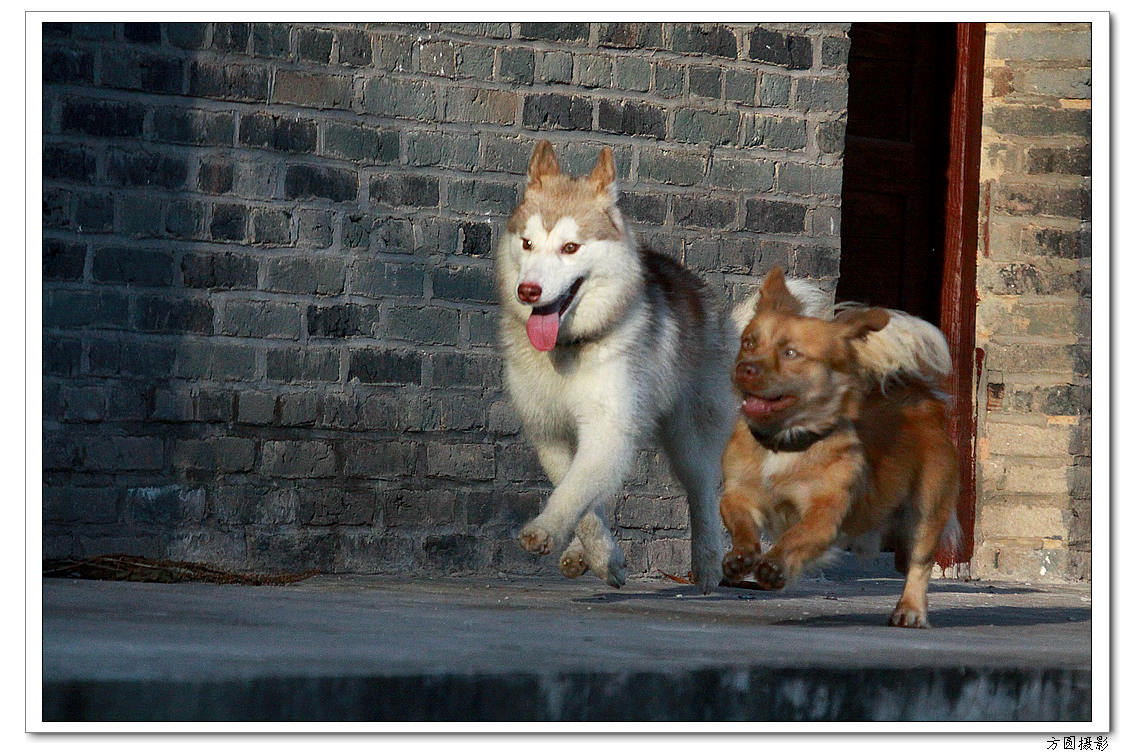 2013.6.爱犬，鸡 022.JPG