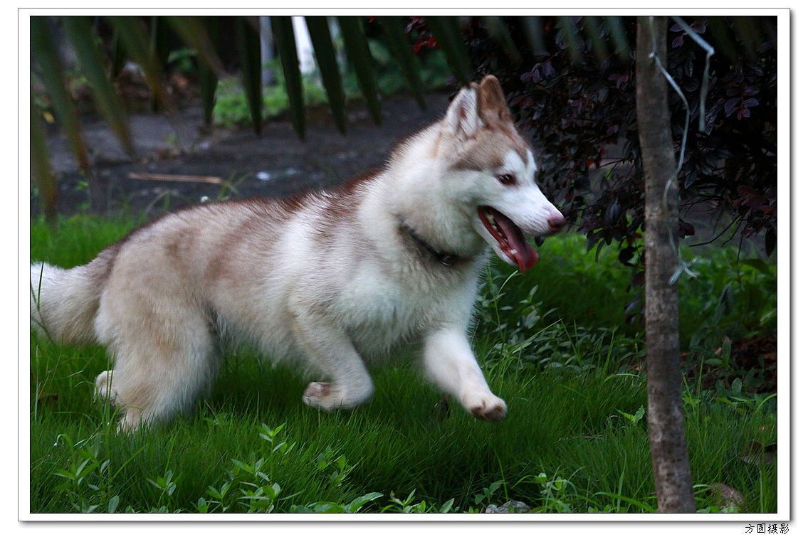 2013.6.爱犬，鸡 040.JPG