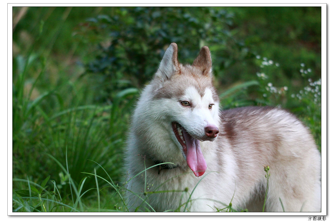 2013.6.爱犬，鸡 058.JPG