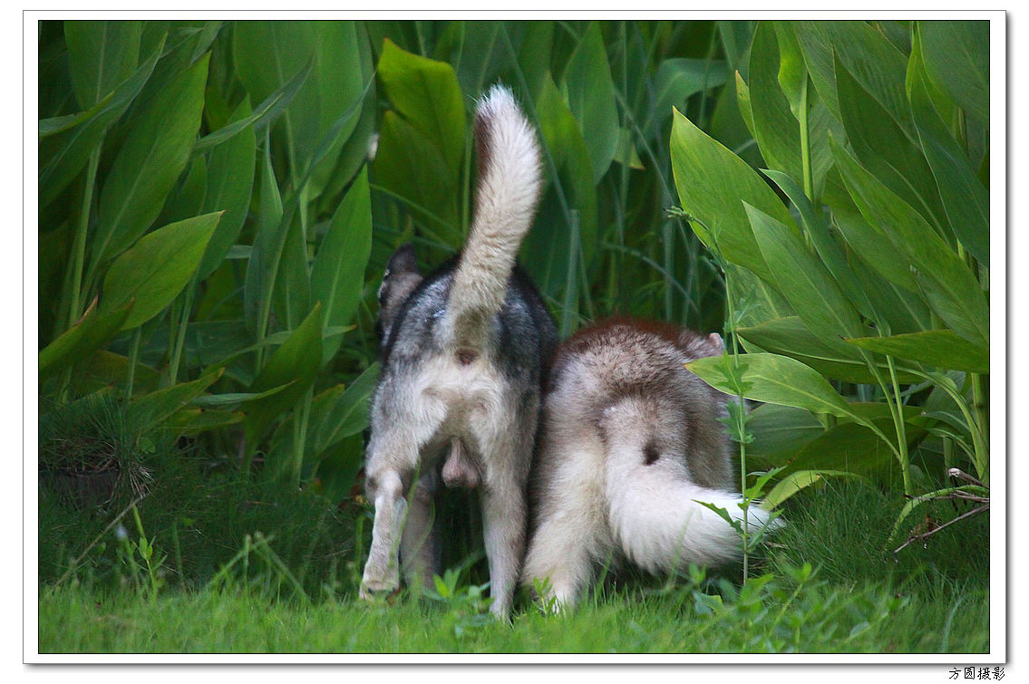 2013.6.爱犬，鸡 034.JPG