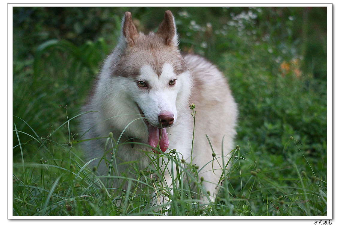 2013.6.爱犬，鸡 059.JPG