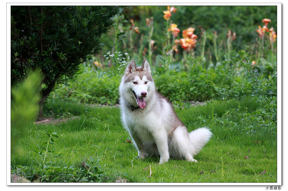2013.6.爱犬，鸡 045.JPG