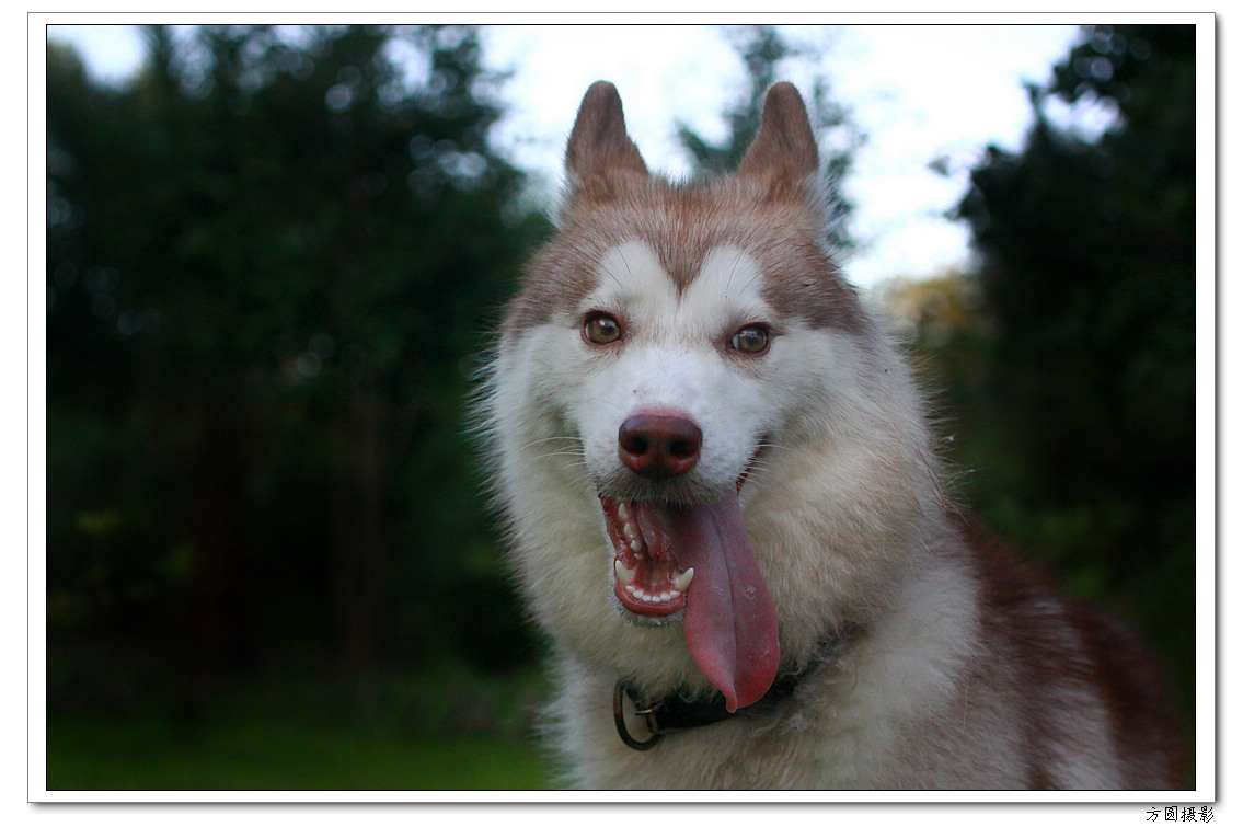 2013.6.爱犬，鸡 062.JPG