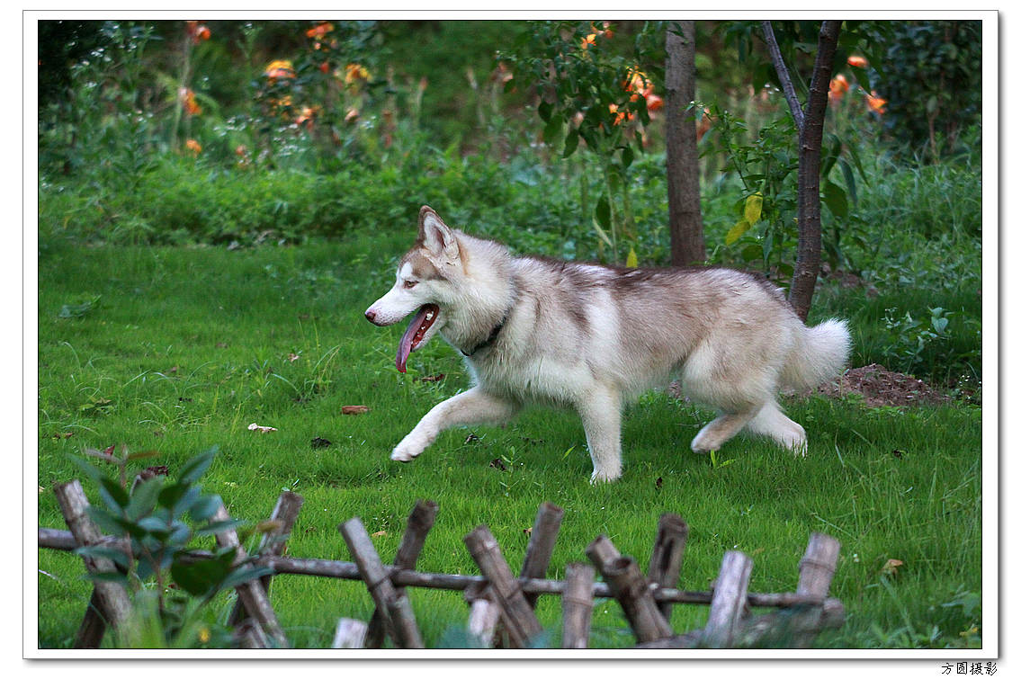 2013.6.爱犬，鸡 047.JPG