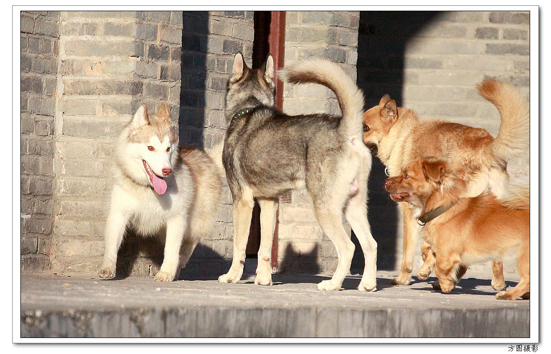 2013.6.爱犬，鸡 021.JPG