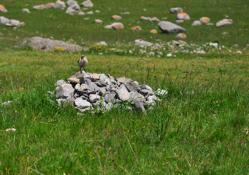 DSC_0208.jpg