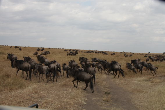 KENYA80300.JPG