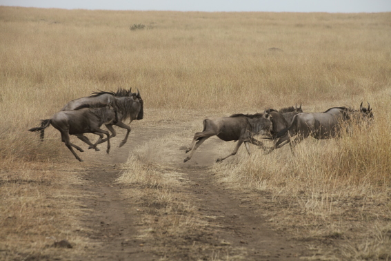 KENYA80338.JPG