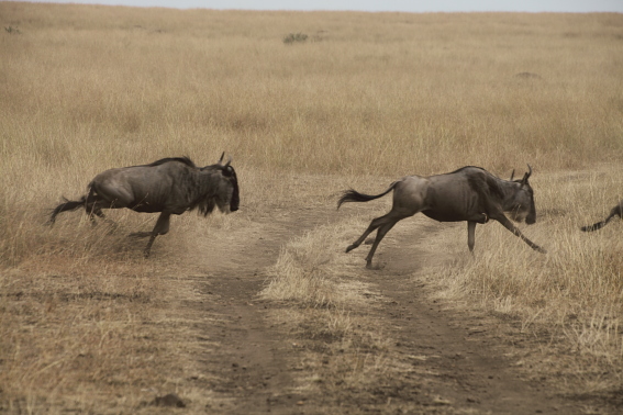 KENYA80330.JPG