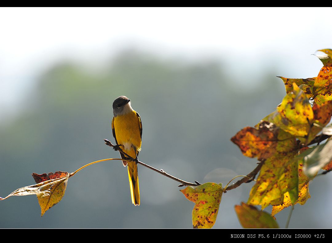 DSC_9524.JPG