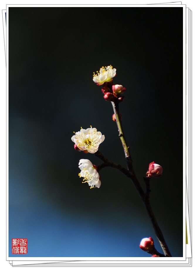 DSC_0031_副本.jpg