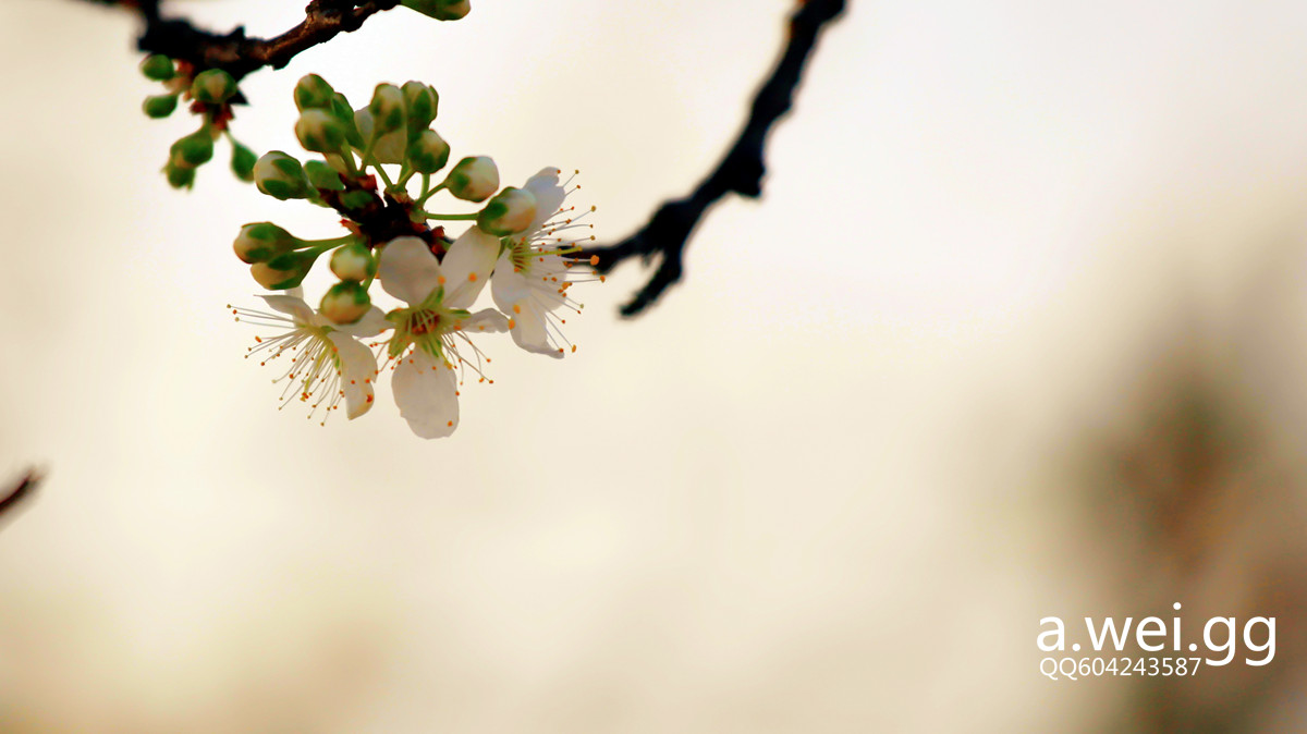 img_8666_副本1.jpg