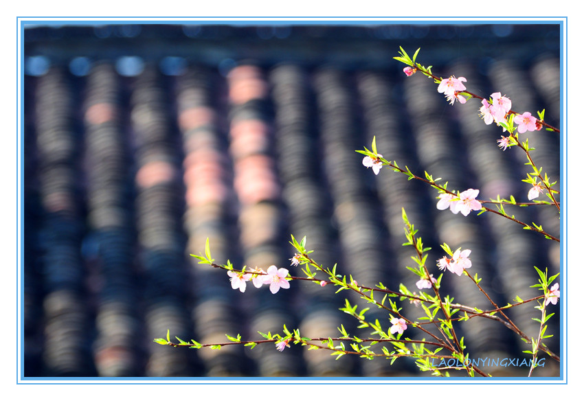 DSC_2337_副本.jpg
