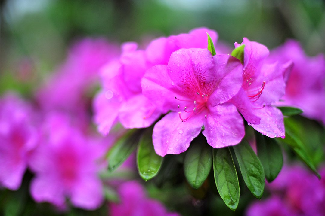 DSC_1131.JPG