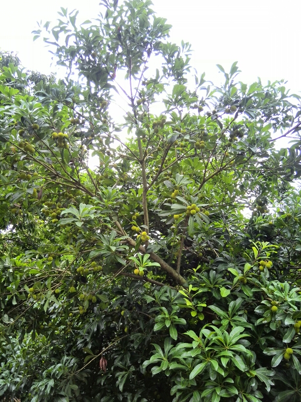 20140526145420_48941_29649.jpg