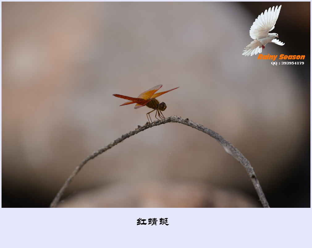 DSC_3463—蜻蜓_副本.jpg