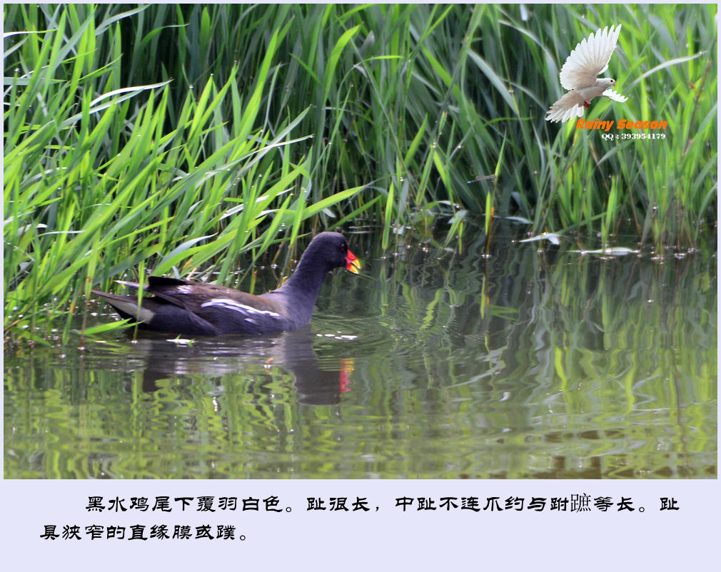DSC_3815—黑水鸡_副本.jpg