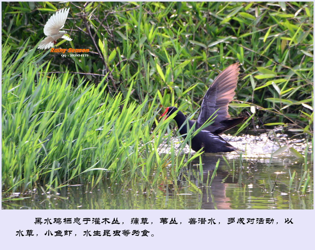DSC_3829—黑水鸡_副本.jpg